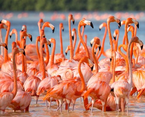 Flamingos