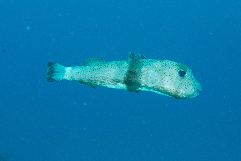 Porcupine fish