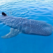 Whale shark