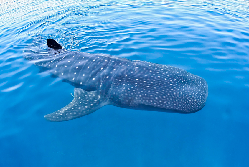 Whale shark