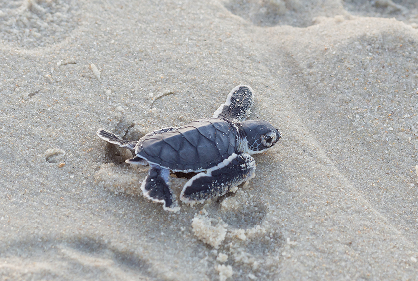 Baby turtle