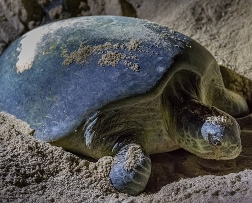Turtle nesting