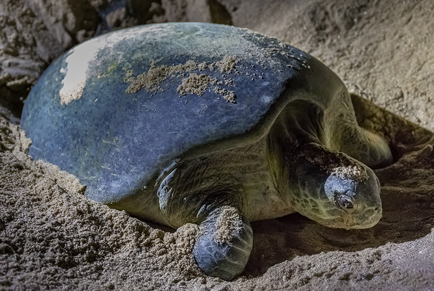 Turtle nesting