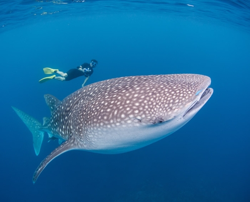 Tiburón ballena