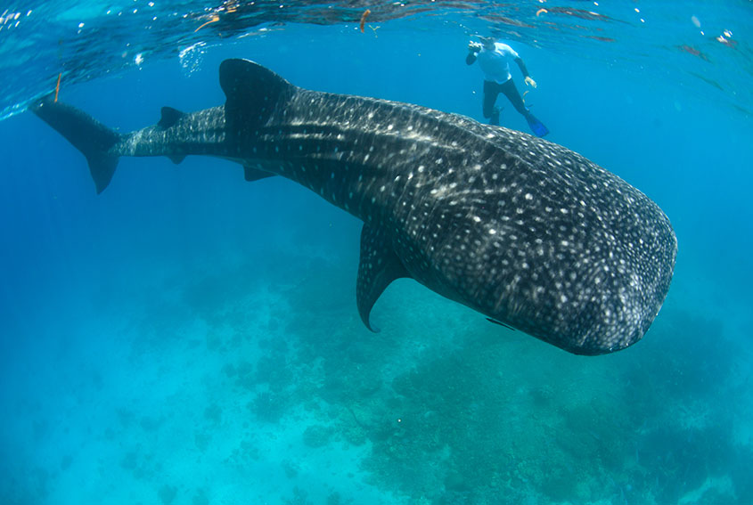 Snorkeling with whaleshark