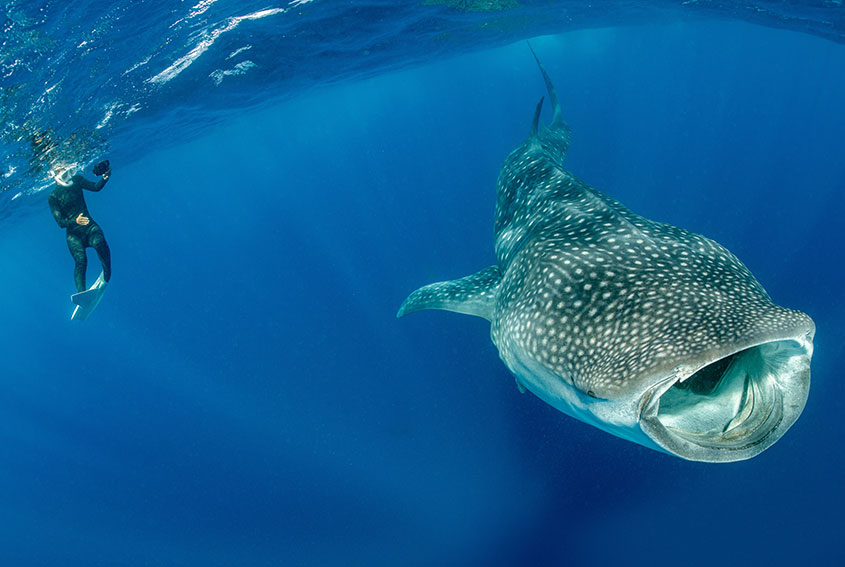 Snorkeling with whaleshark