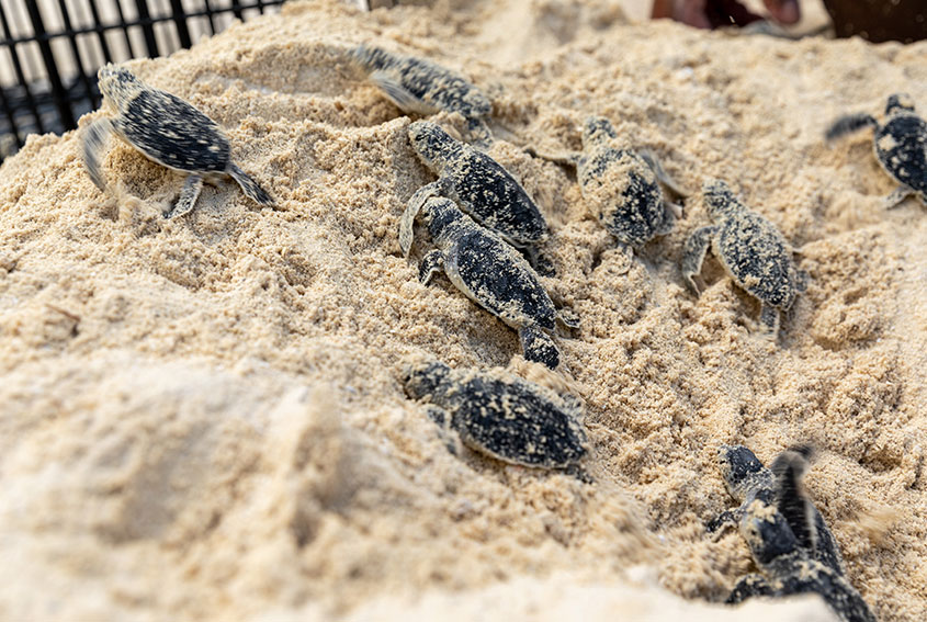 Baby turtles