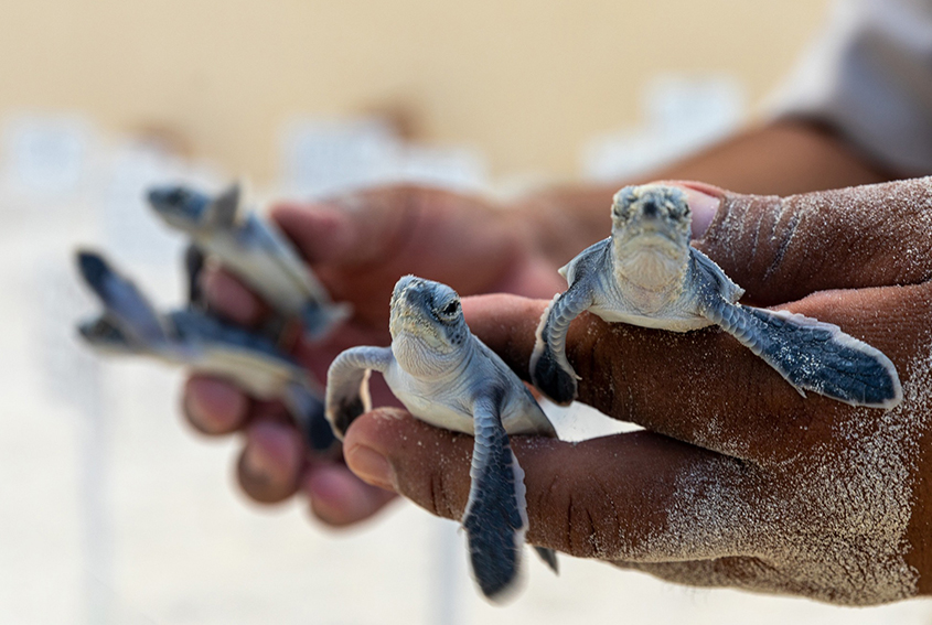 Tortuguitas