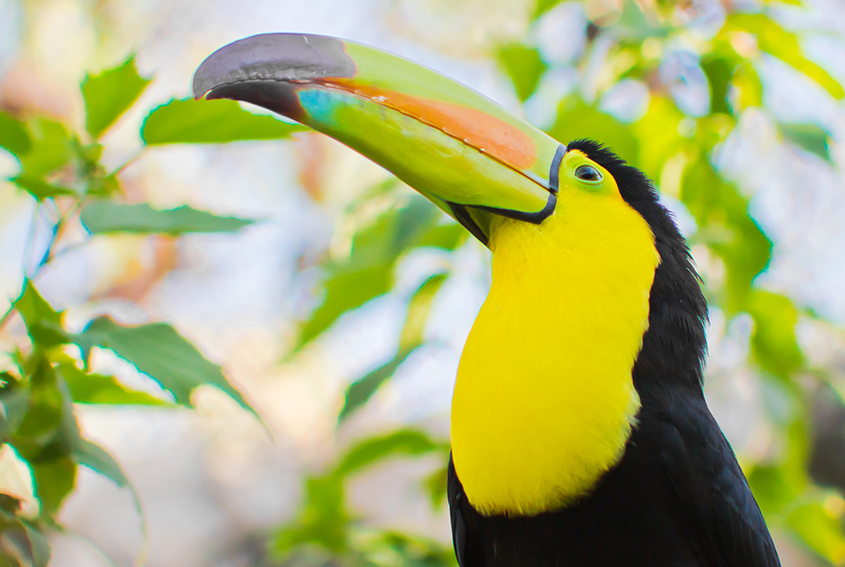 Tucan