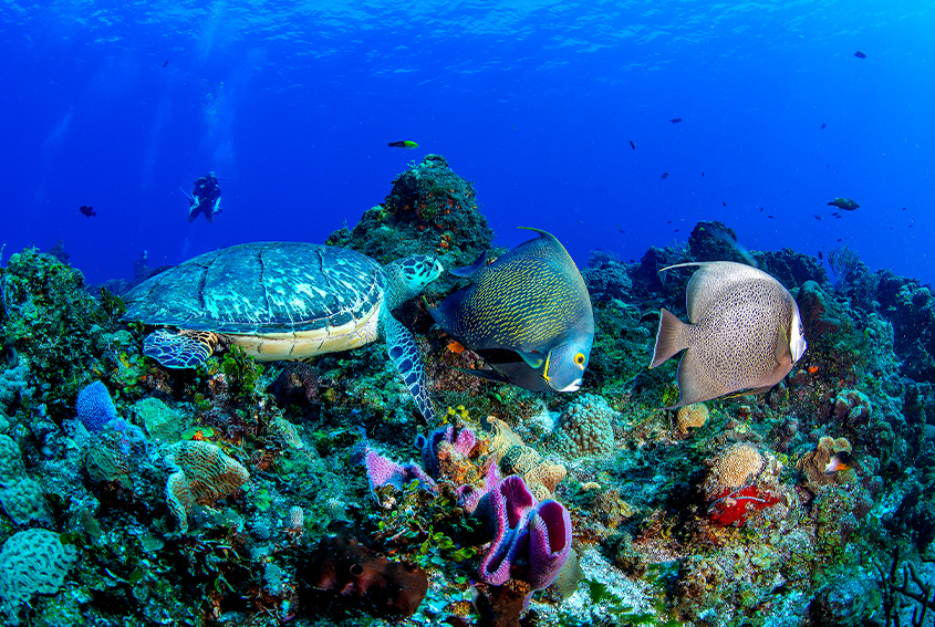 Diving Cozumel