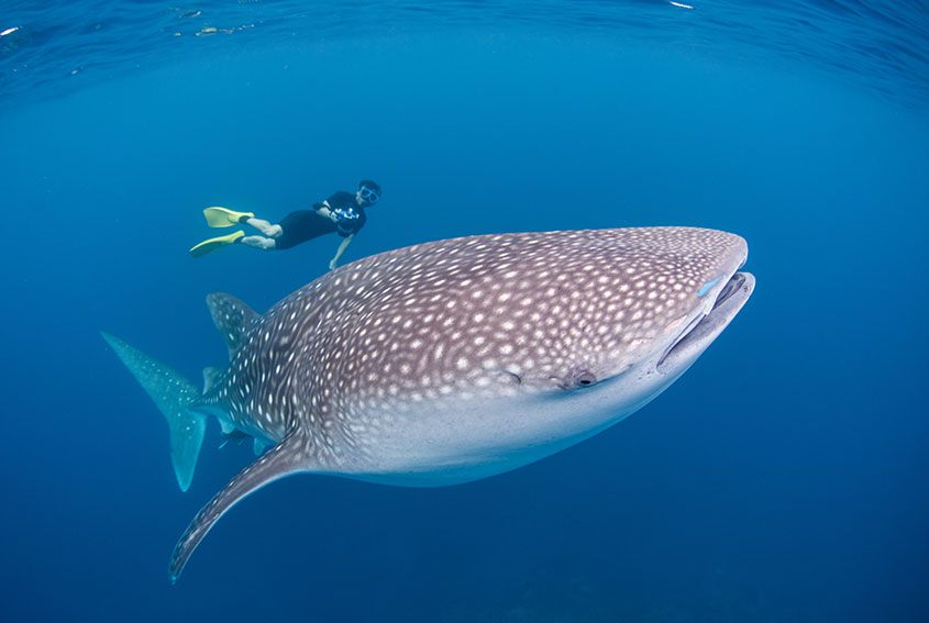 Whale shark 