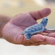 Baby Turtle