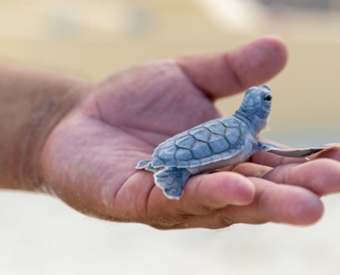 Baby Turtle