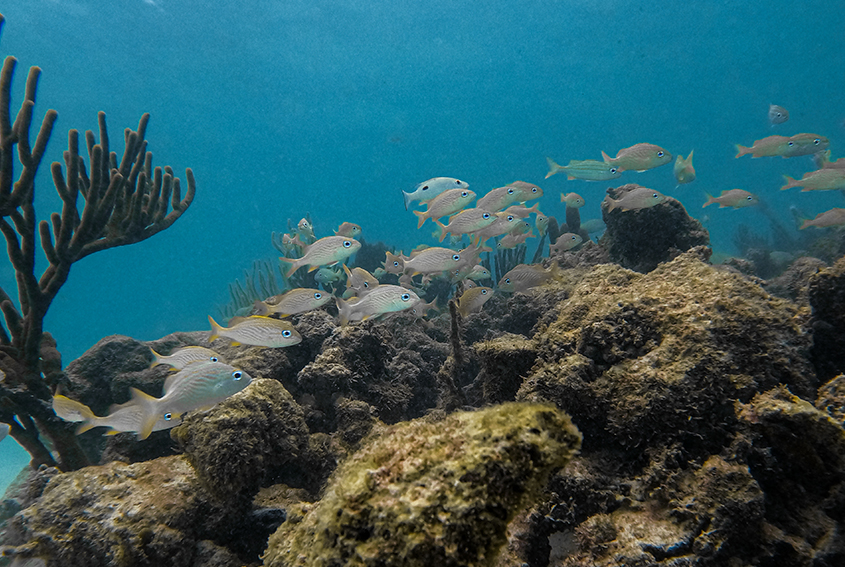 Arrecife y peces en Yalku