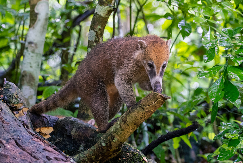 Coatimundi