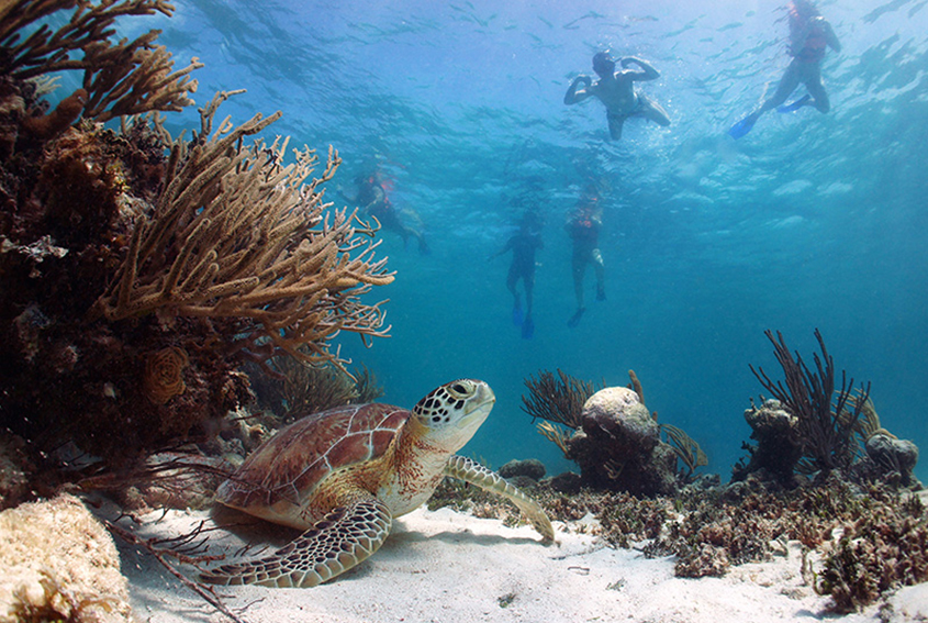 Akumal. Snorkeling with turtle