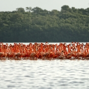 Flamingos