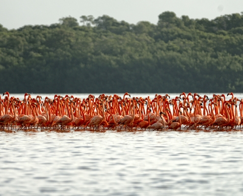 Flamingos