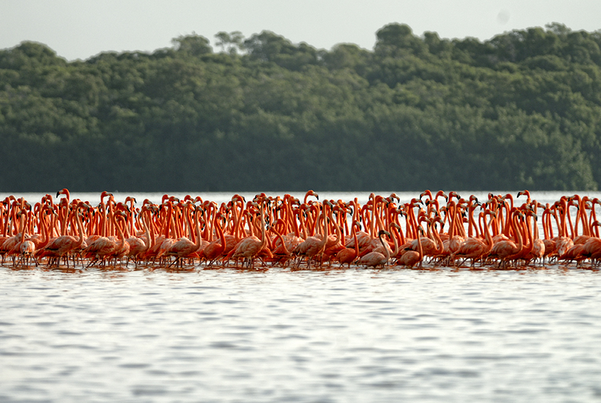 Flamingos