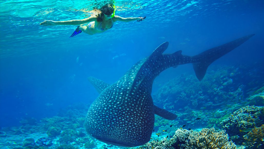 whale shark season